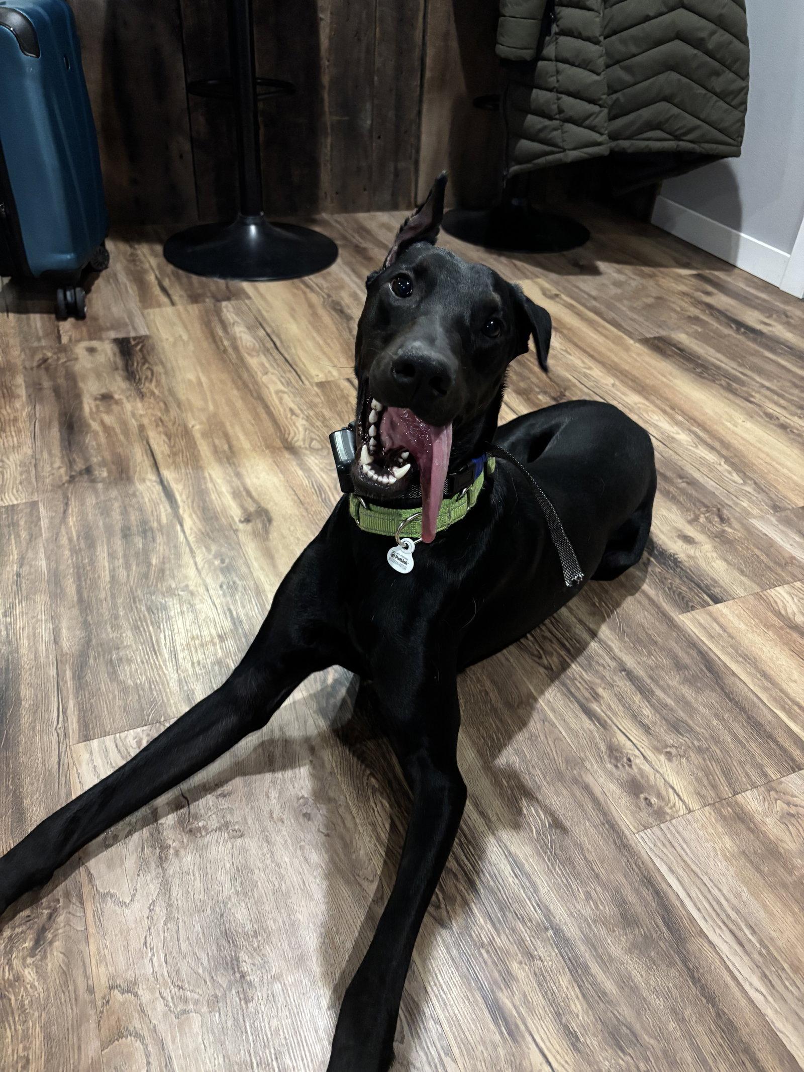 Enlarge Julius, a Adoptable Doberman Pinscher in Minneapolis, MN image 3/3