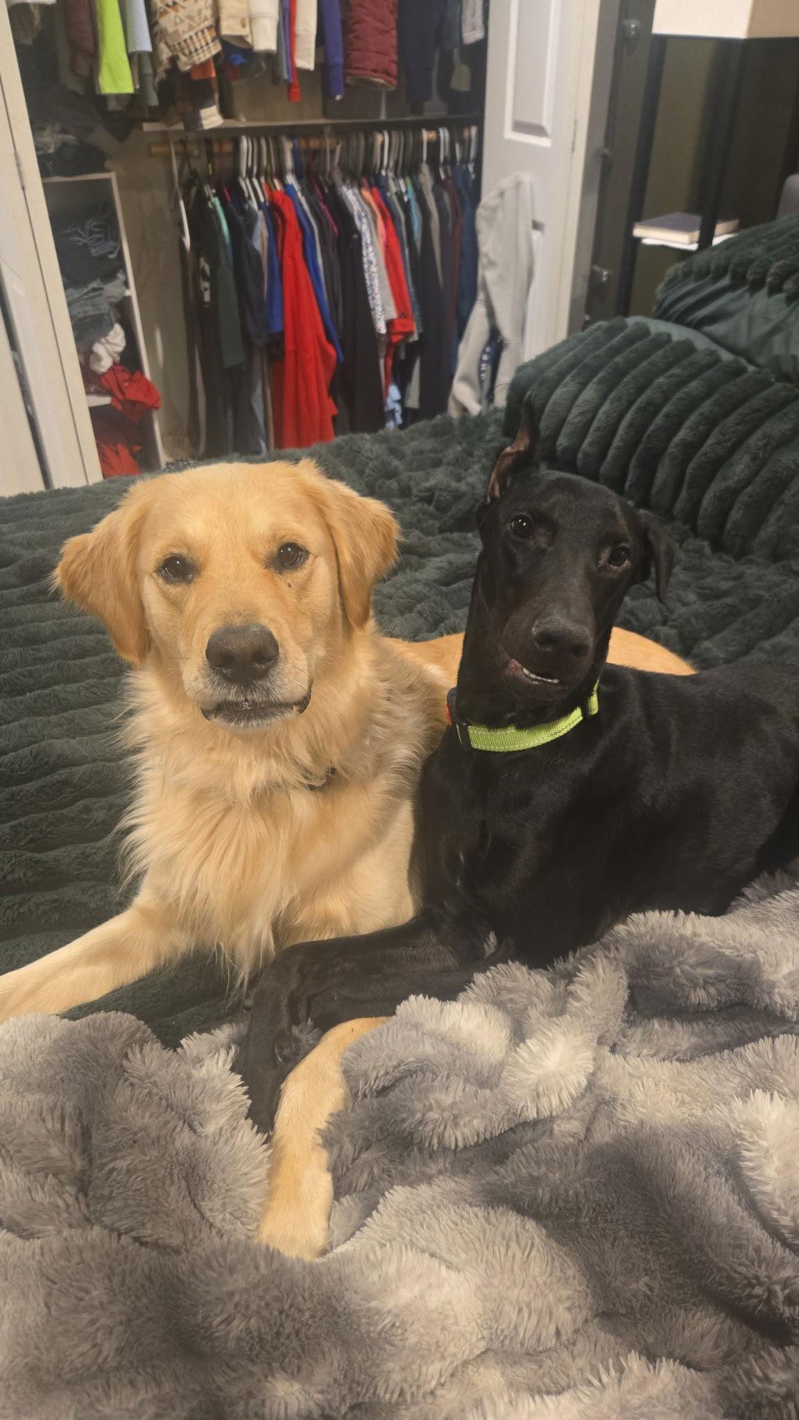 Enlarge Julius, a Adoptable Doberman Pinscher in Minneapolis, MN image 3/3