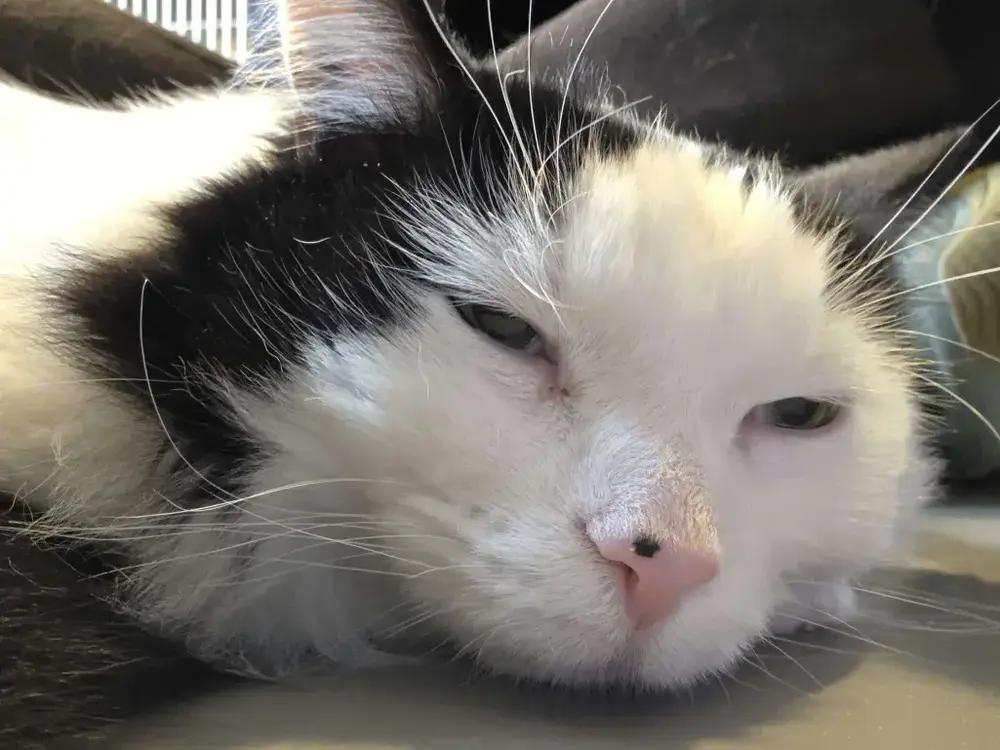 Enlarge Munchkin, a Adoptable Domestic Medium Hair in Grand Rapids, MI image 1/5