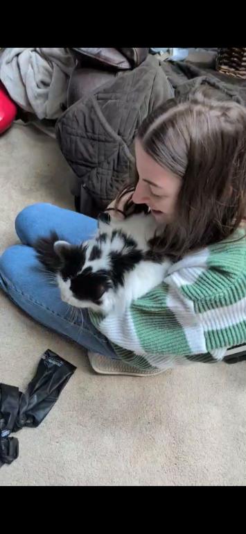 Enlarge Munchkin, a Adoptable Domestic Medium Hair in Grand Rapids, MI image 1/6