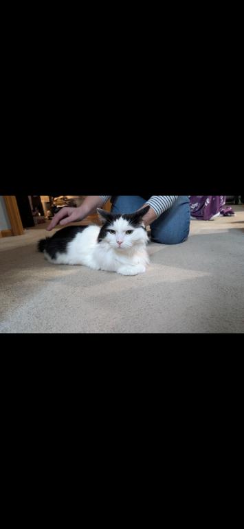 Munchkin, Adoptable, Senior Female Domestic Medium Hair.
