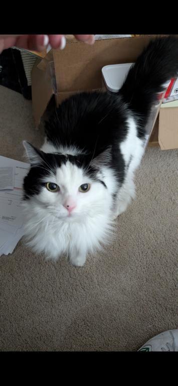 Enlarge Munchkin, a Adoptable Domestic Medium Hair in Grand Rapids, MI image 3/6