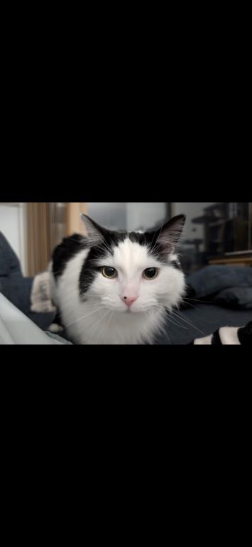 Enlarge Munchkin, a Adoptable Domestic Medium Hair in Grand Rapids, MI image 4/6