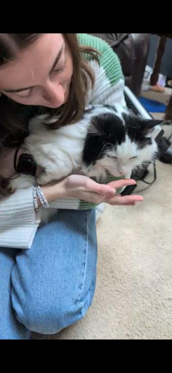 Enlarge Munchkin, a Adoptable Domestic Medium Hair in Grand Rapids, MI image 5/6