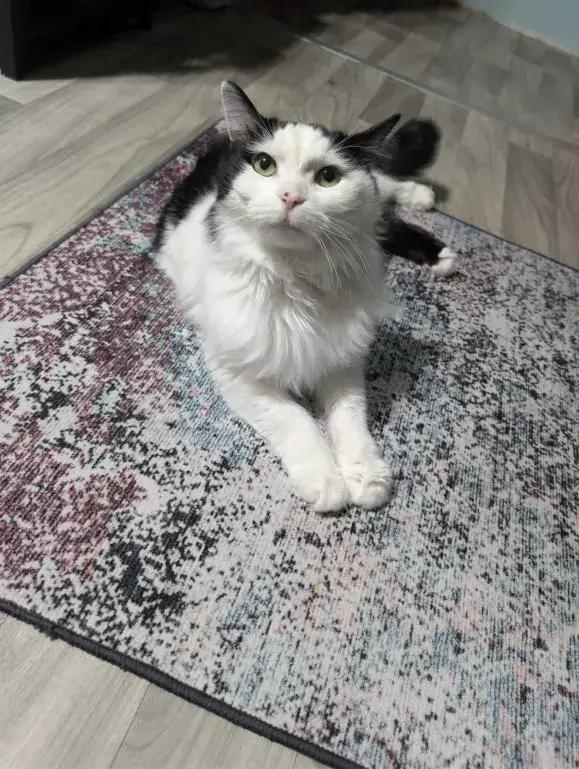 Enlarge Munchkin, a Adoptable Domestic Medium Hair in Grand Rapids, MI image 4/5