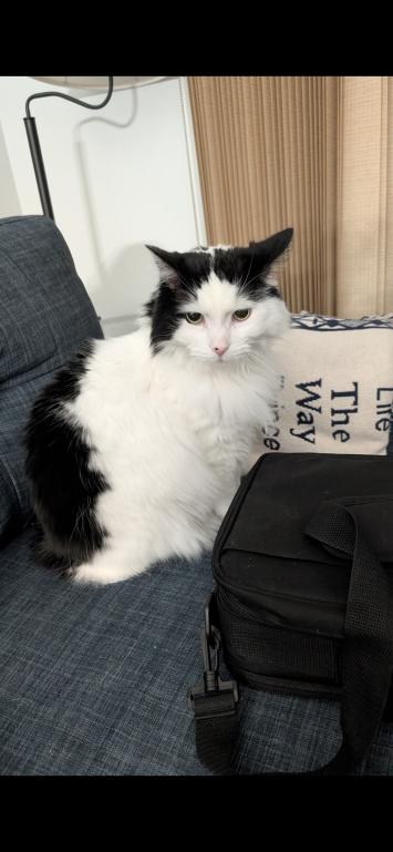 Enlarge Munchkin, a Adoptable Domestic Medium Hair in Grand Rapids, MI image 6/6