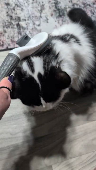 Enlarge Munchkin, a Adoptable Domestic Medium Hair in Grand Rapids, MI video 5/5