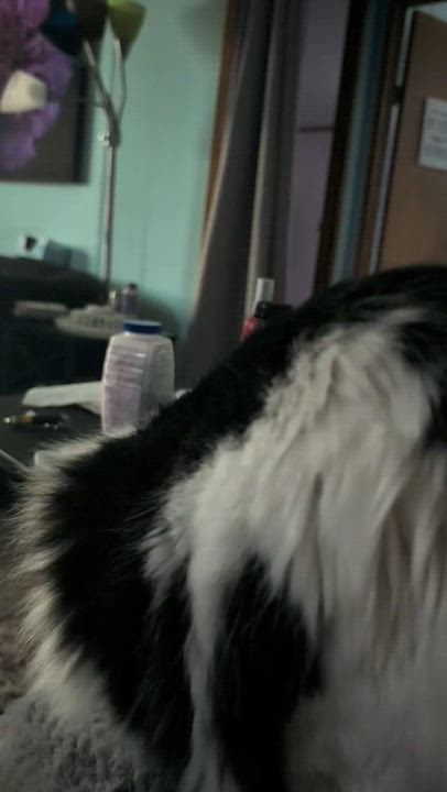 Enlarge Munchkin, a Adoptable mixed breed in Grand Rapids, MI video 5/5