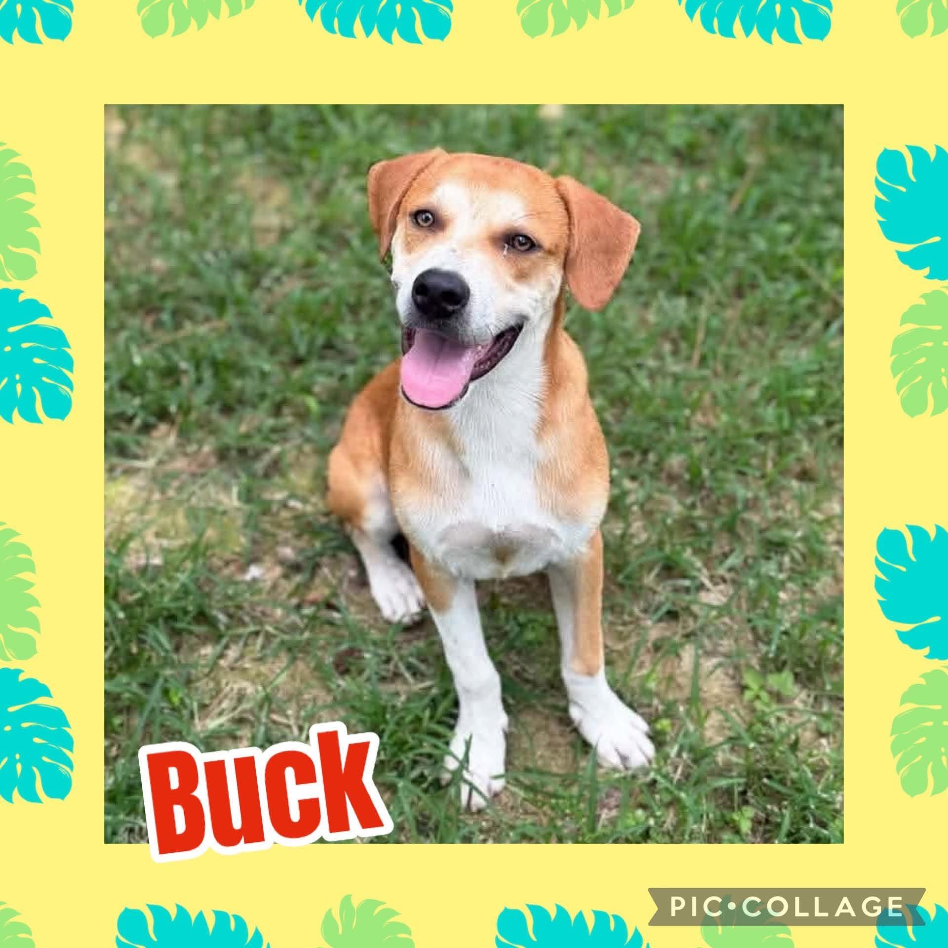Enlarge Buck, a ADOPTABLE mixed breed in Ringwood, NJ image 1/1