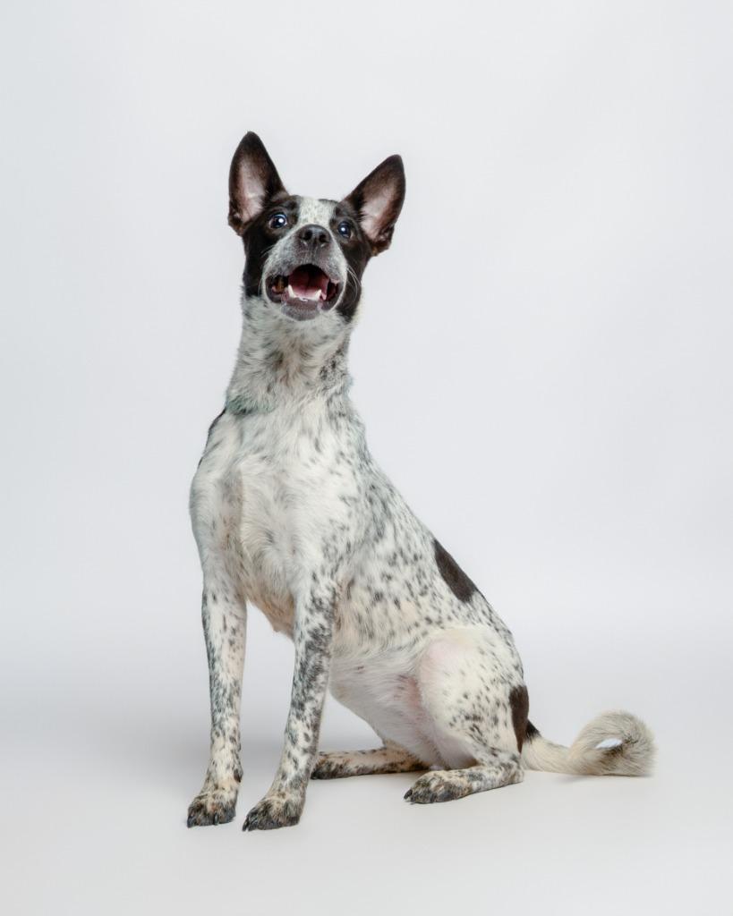 Lighting Bug, Adoptable, Puppy Female Cattle Dog.