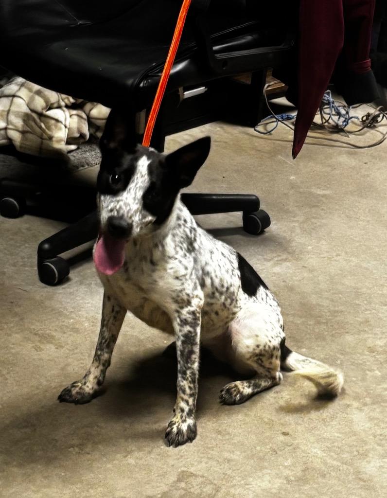 Enlarge Lighting Bug, a Adoptable Cattle Dog in Rockport, TX image 2/4
