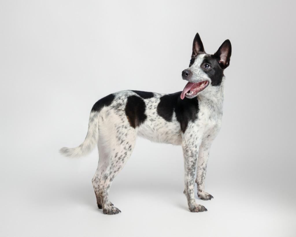 Enlarge Lighting Bug, a Adoptable Cattle Dog in Rockport, TX image 3/4