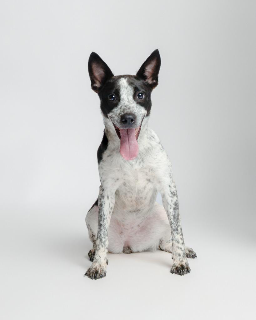 Enlarge Lighting Bug, a Adoptable Cattle Dog in Rockport, TX image 4/4