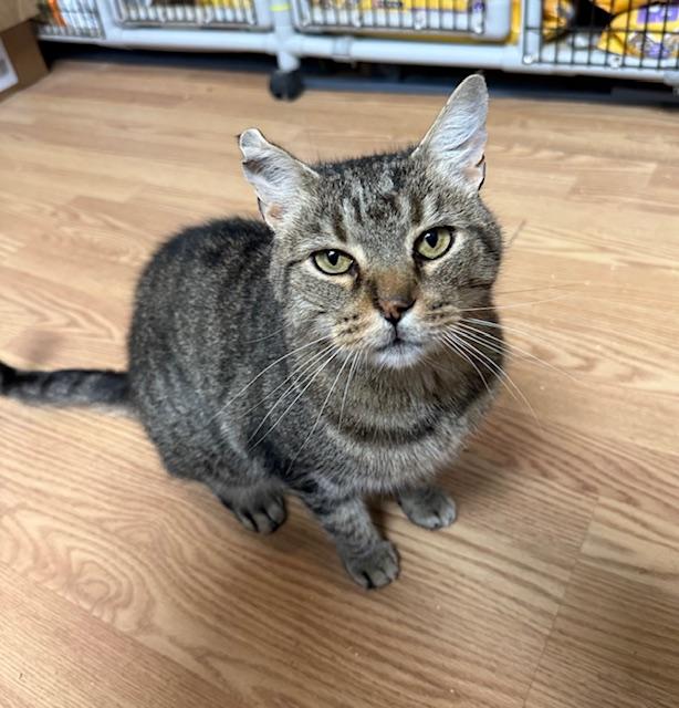 Enlarge BUTTERS, a Adoptable Domestic Short Hair in Millerstown, PA image 1/5