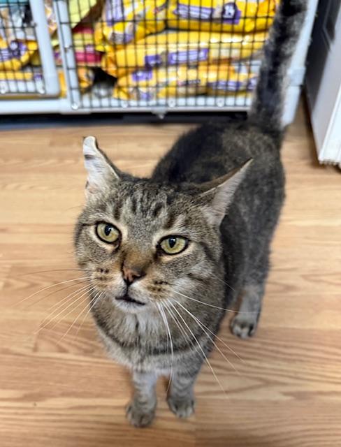 Enlarge BUTTERS, a Adoptable Domestic Short Hair in Millerstown, PA image 3/5