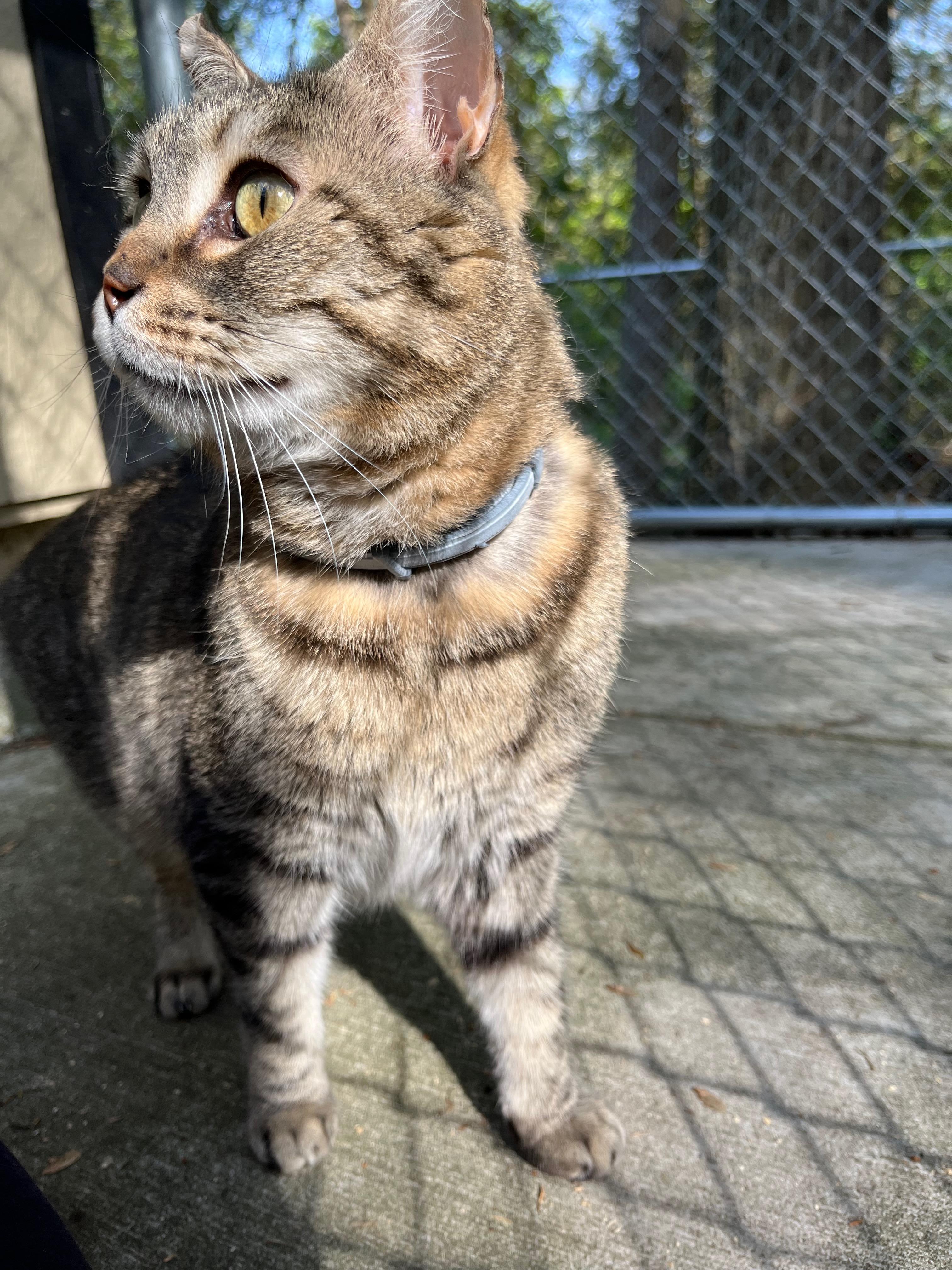 BUTTERS, a Adoptable Domestic Short Hair in Millerstown, PA image 2/6