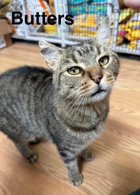 Enlarge BUTTERS, a Adoptable Domestic Short Hair in Millerstown, PA image 5/5