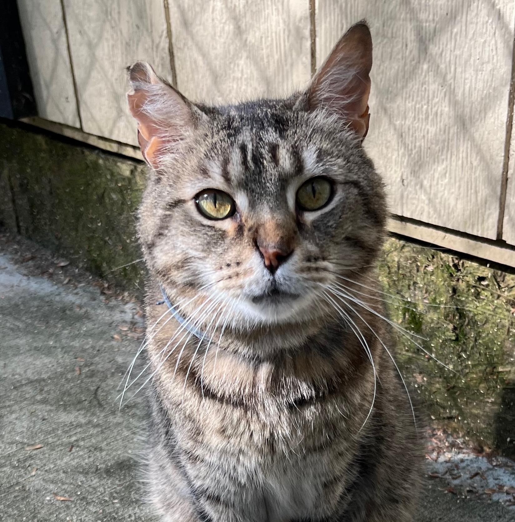 BUTTERS, Adoptable, Adult Male Domestic Short Hair.