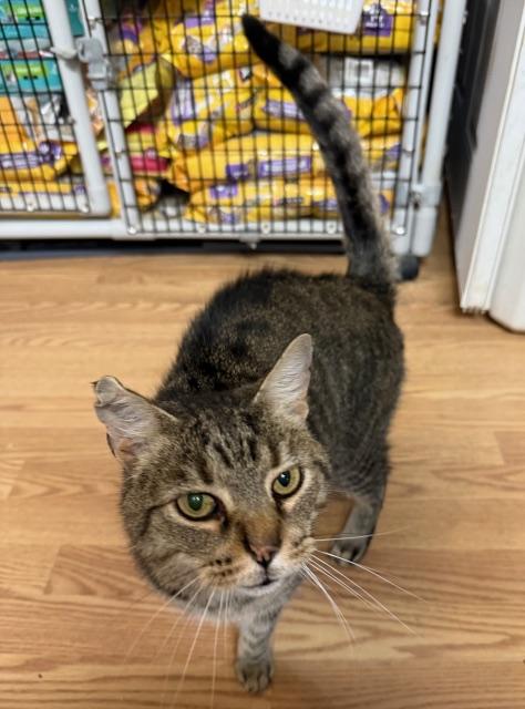 Enlarge BUTTERS, a Adoptable Domestic Short Hair in Millerstown, PA image 4/5