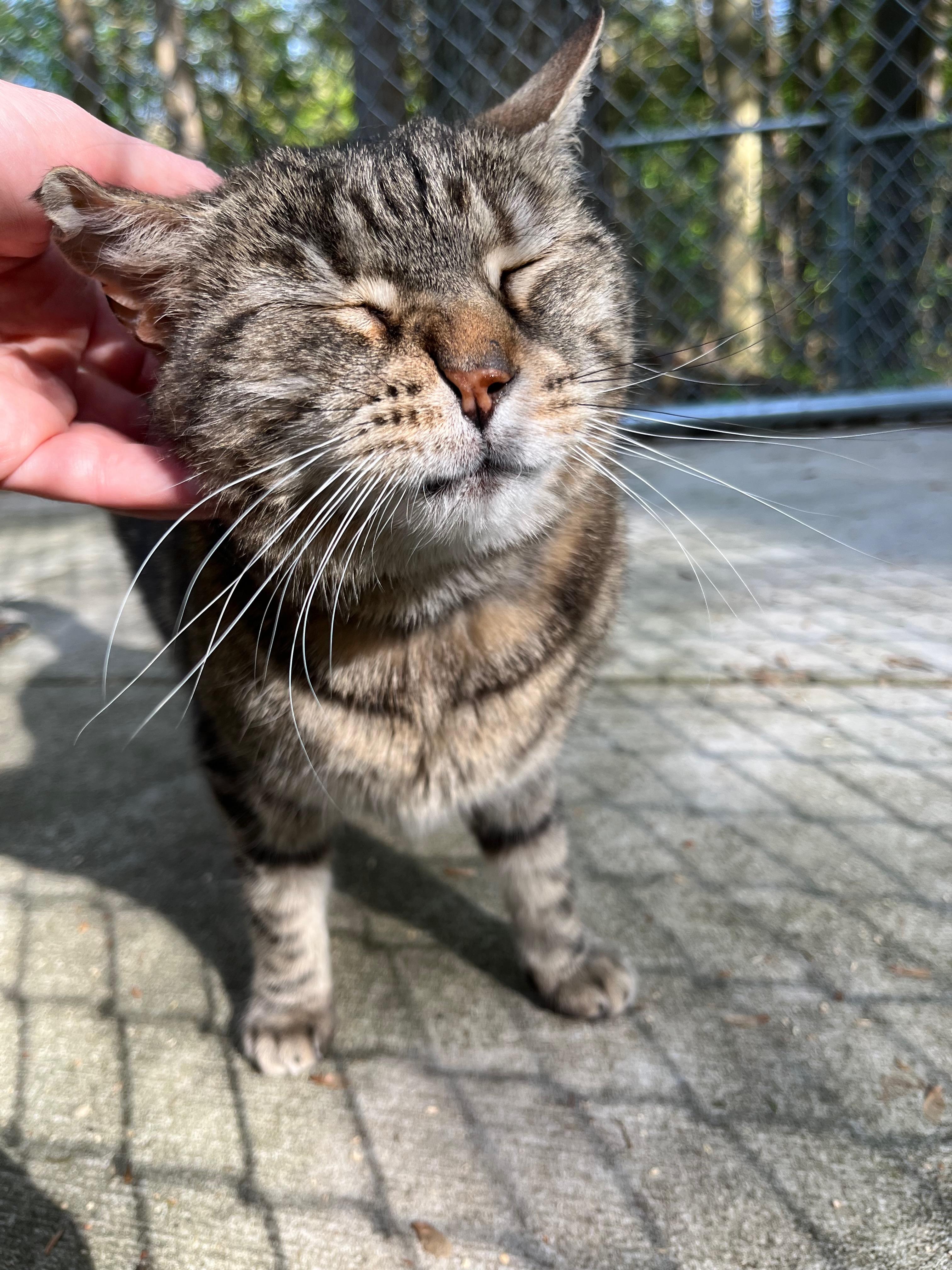 BUTTERS, a Adoptable Domestic Short Hair in Millerstown, PA image 3/6