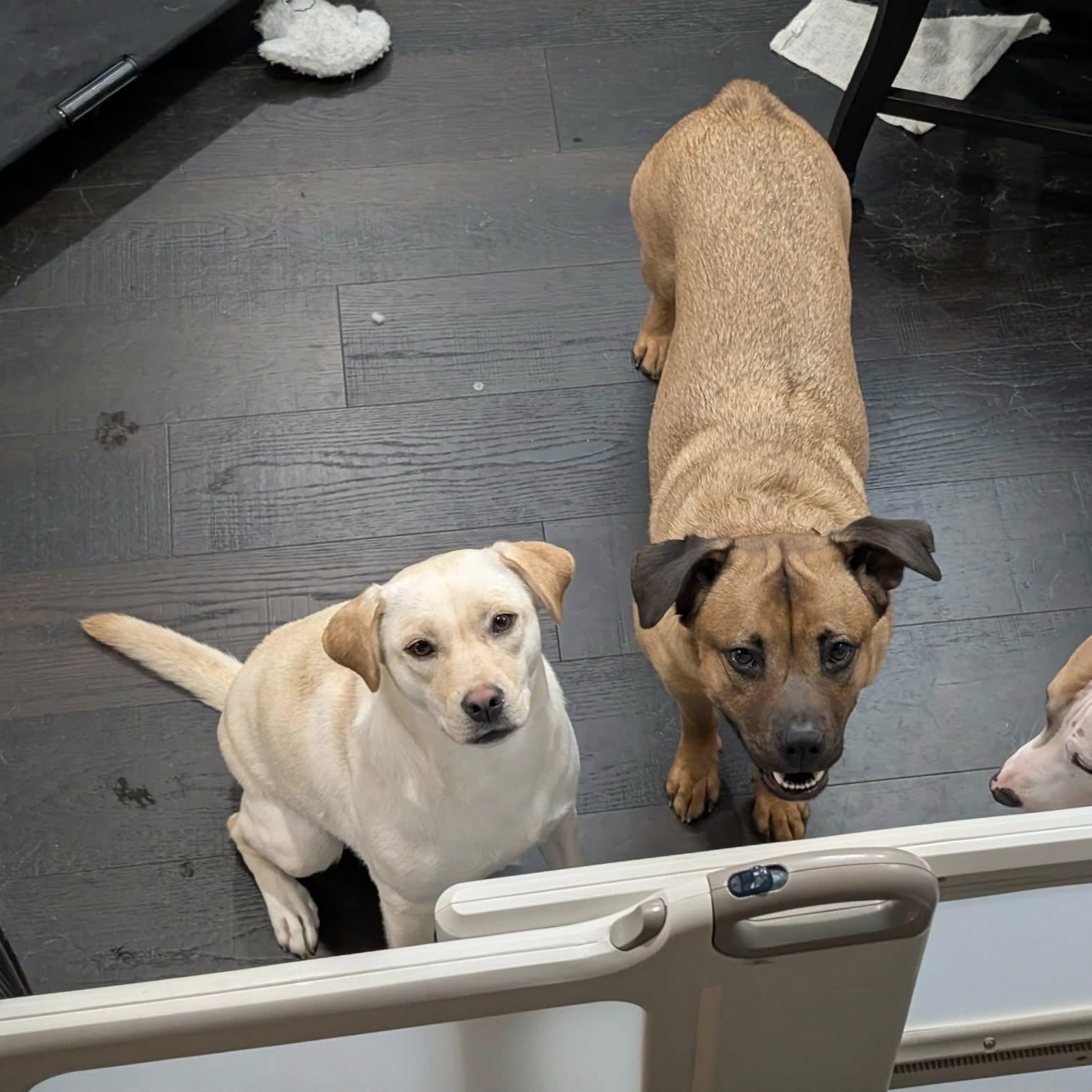 Enlarge Delilah, an adoptable mixed breed in Woodstock, ON image 2/5