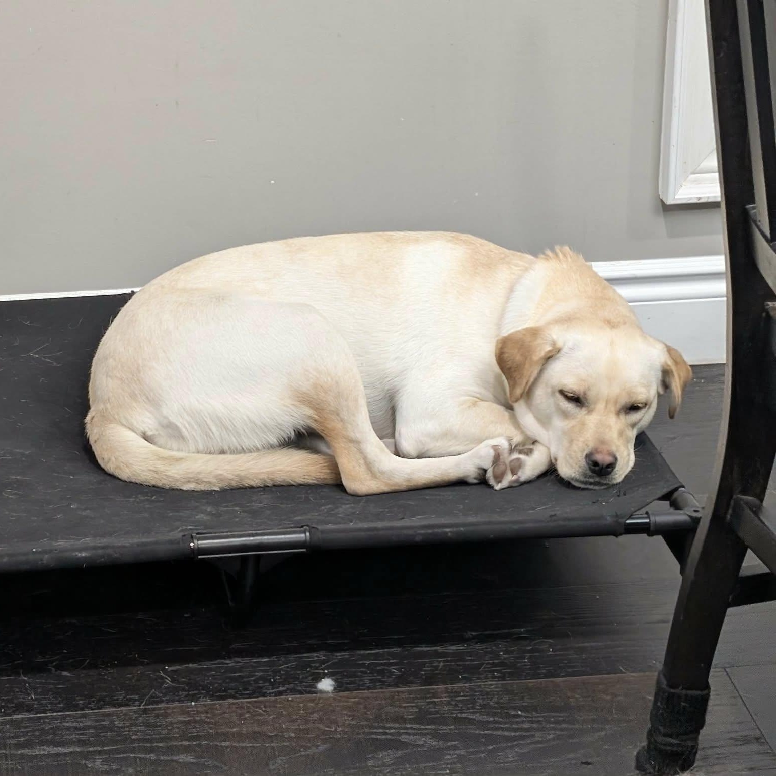 Enlarge Delilah, an adoptable mixed breed in Woodstock, ON image 3/5