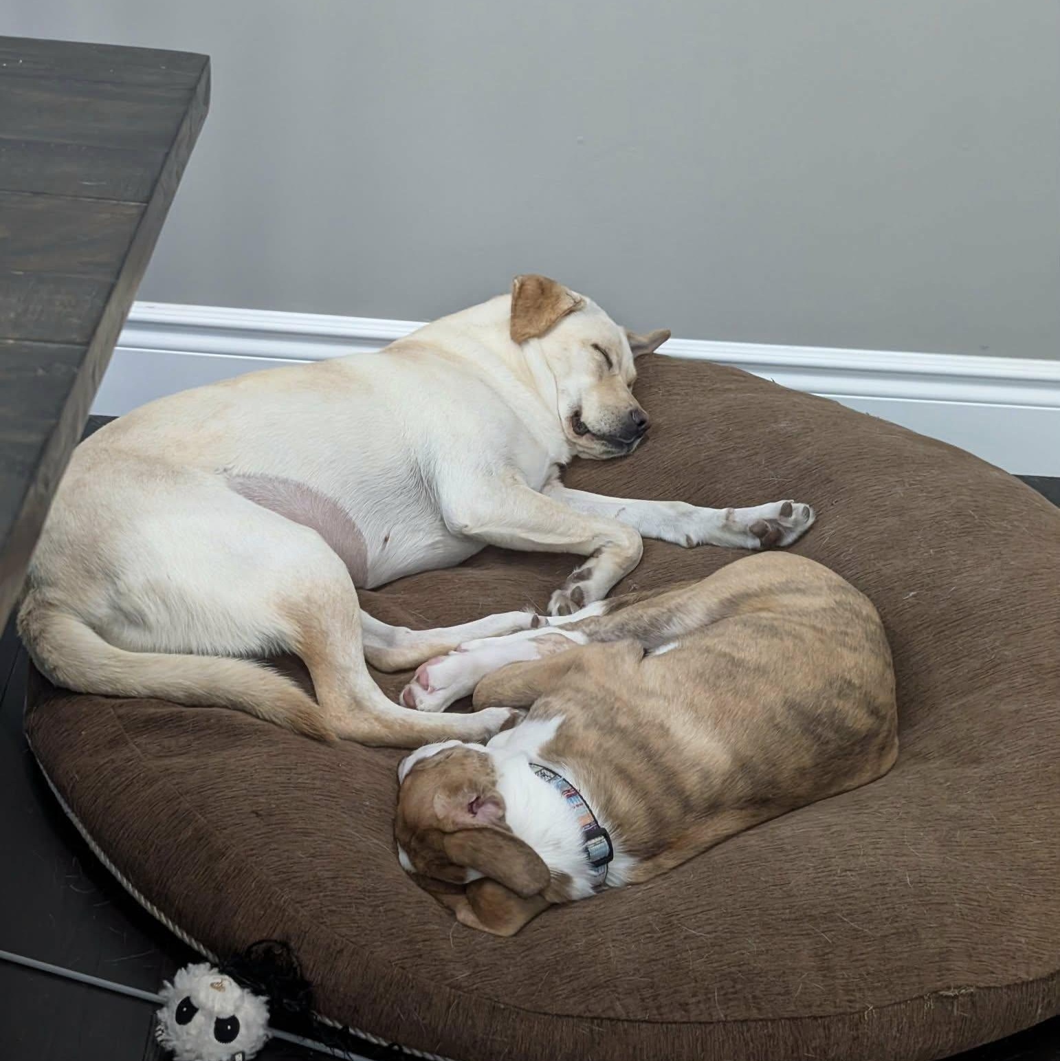 Enlarge Delilah, an adoptable mixed breed in Woodstock, ON image 5/5