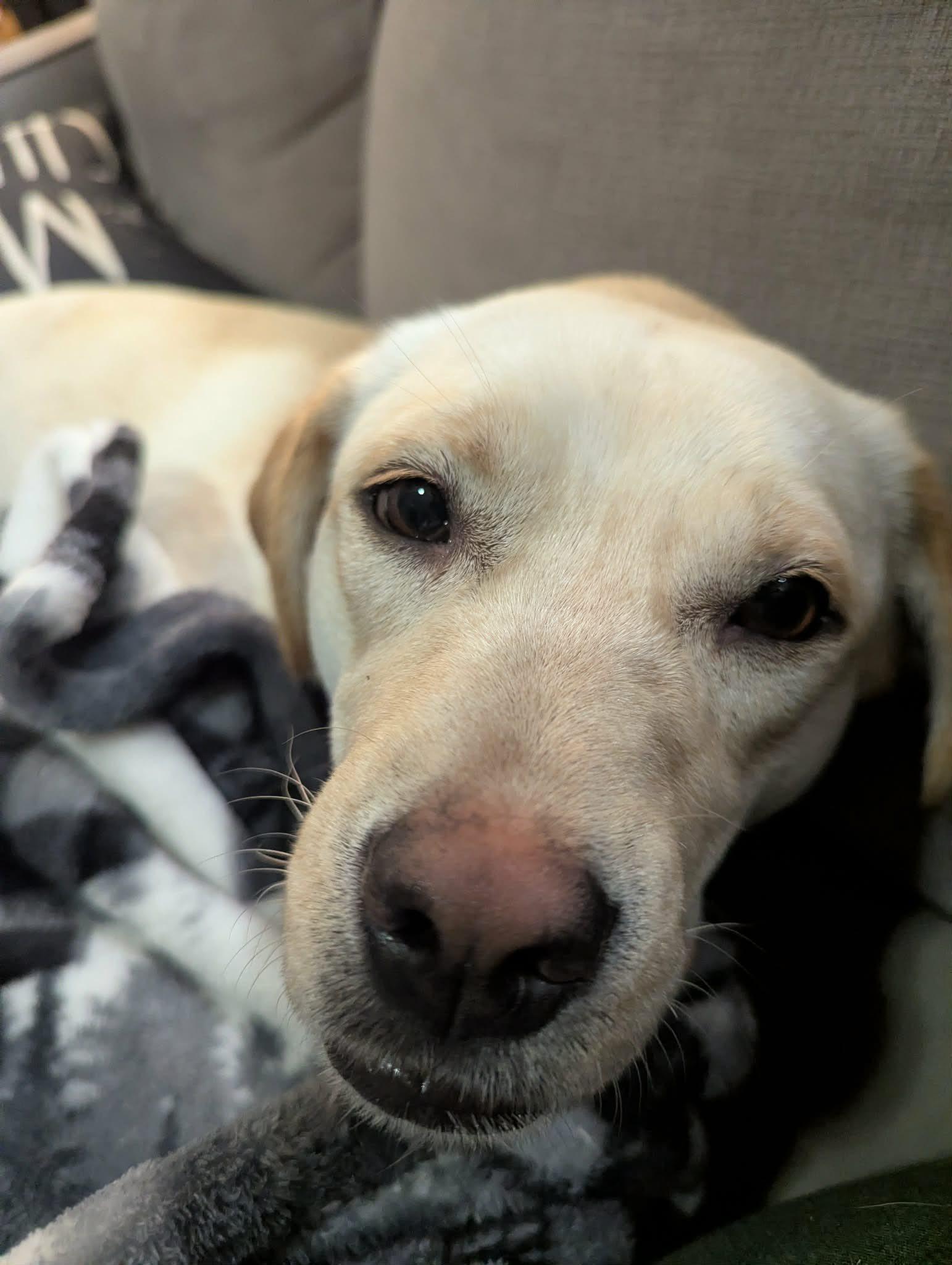 Enlarge Delilah, an adoptable mixed breed in Woodstock, ON image 1/5