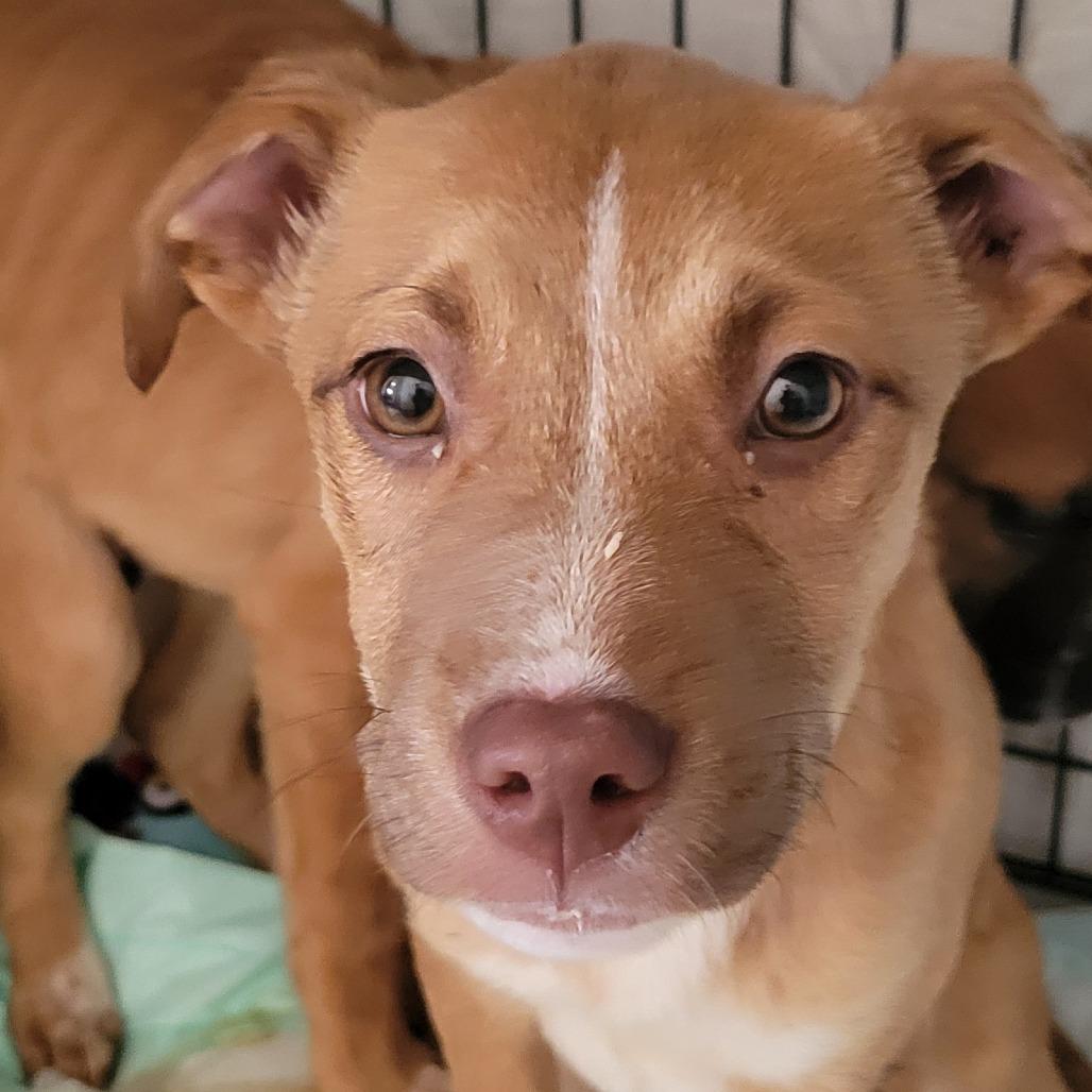 Enlarge Paloma Spirit, a Adoptable Mixed Breed in Allyn, WA image 2/5