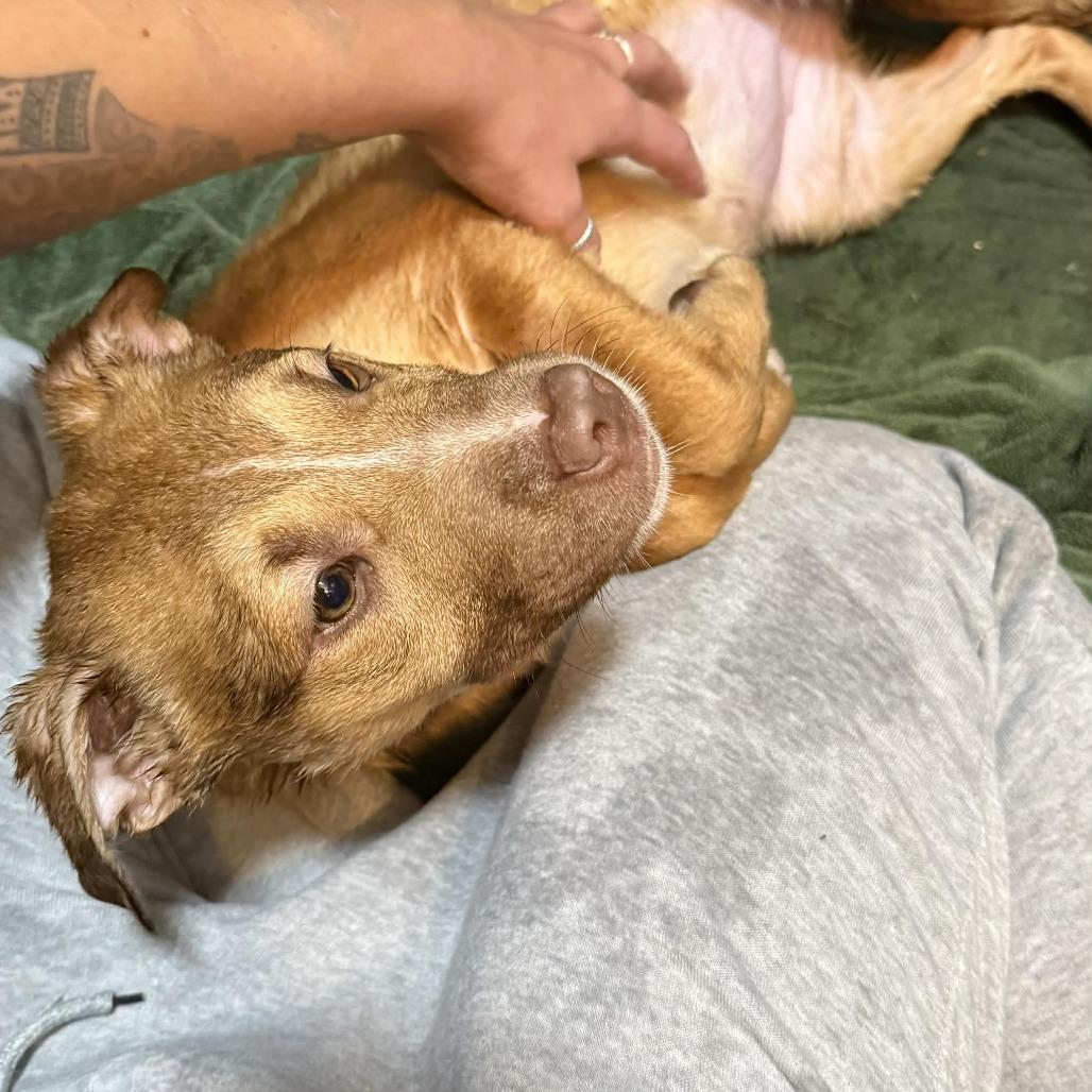 Enlarge Paloma Spirit, a Adoptable Mixed Breed in Allyn, WA image 3/5