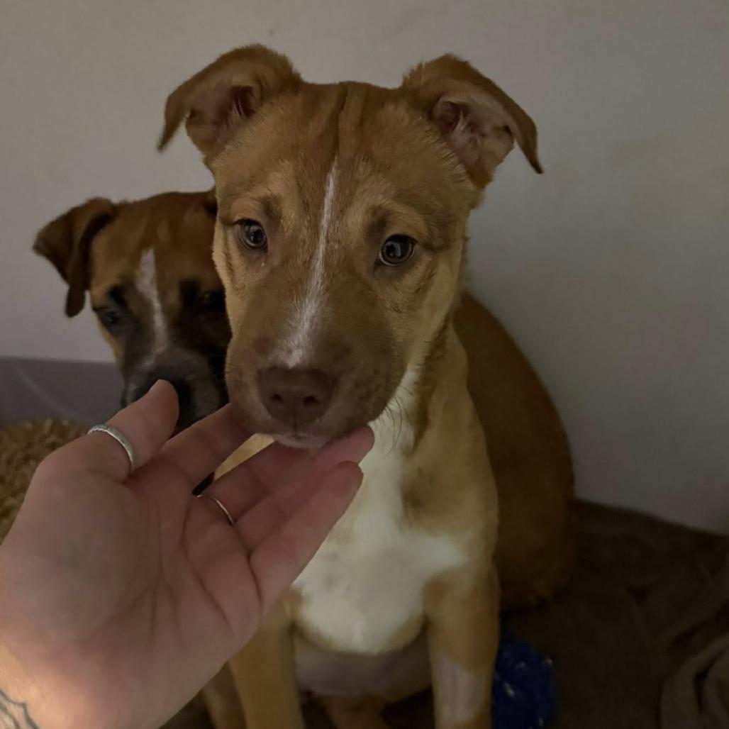 Enlarge Paloma Spirit, a Adoptable Mixed Breed in Allyn, WA image 4/5