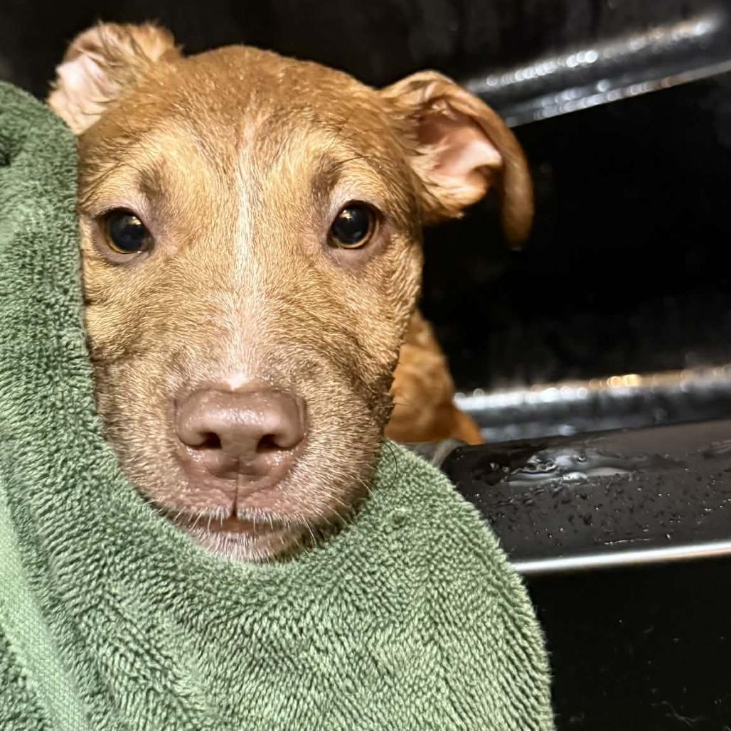 Enlarge Paloma Spirit, a Adoptable Mixed Breed in Allyn, WA image 5/5