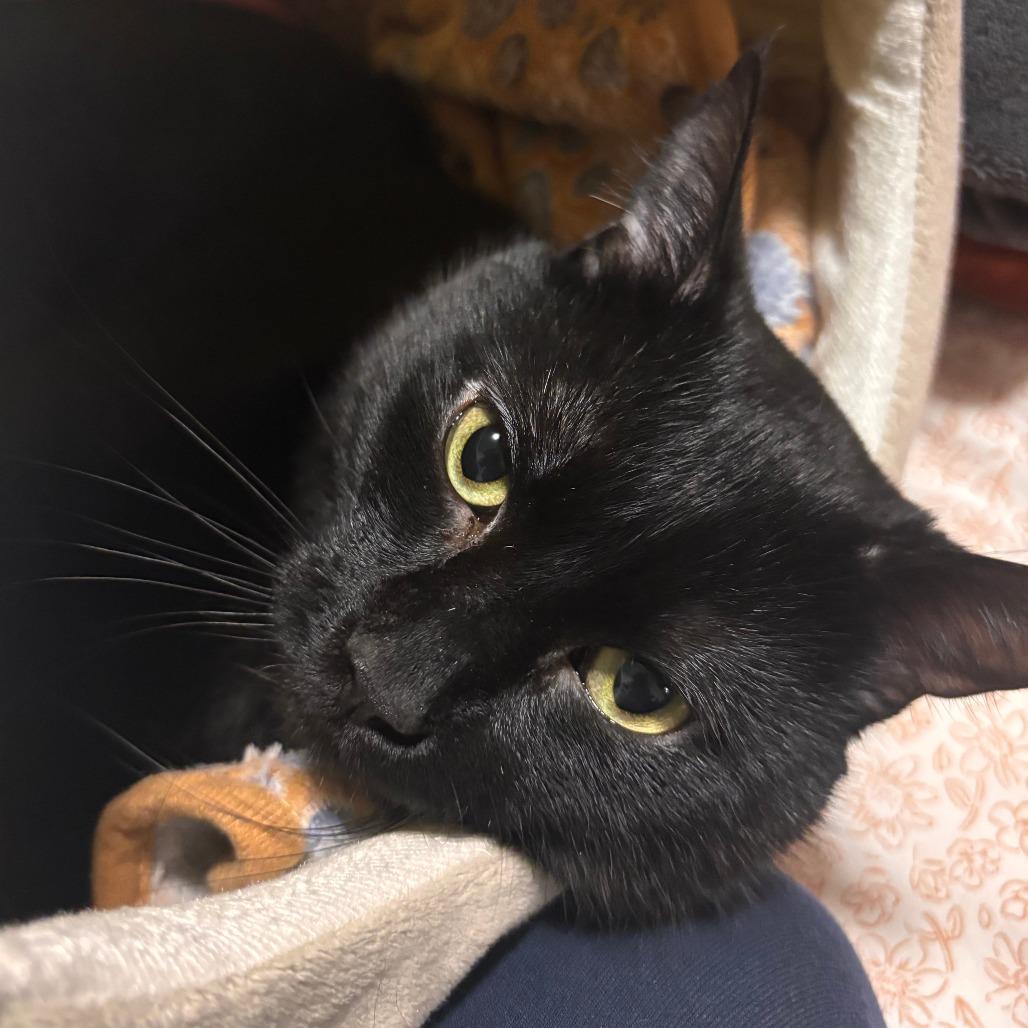 Aldo, Adoptable, Adult Male Domestic Short Hair.