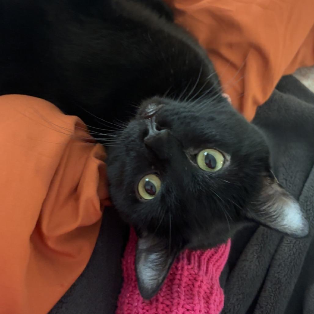 Enlarge Aldo, a Adoptable Domestic Short Hair in Salt Lake City, UT image 2/6