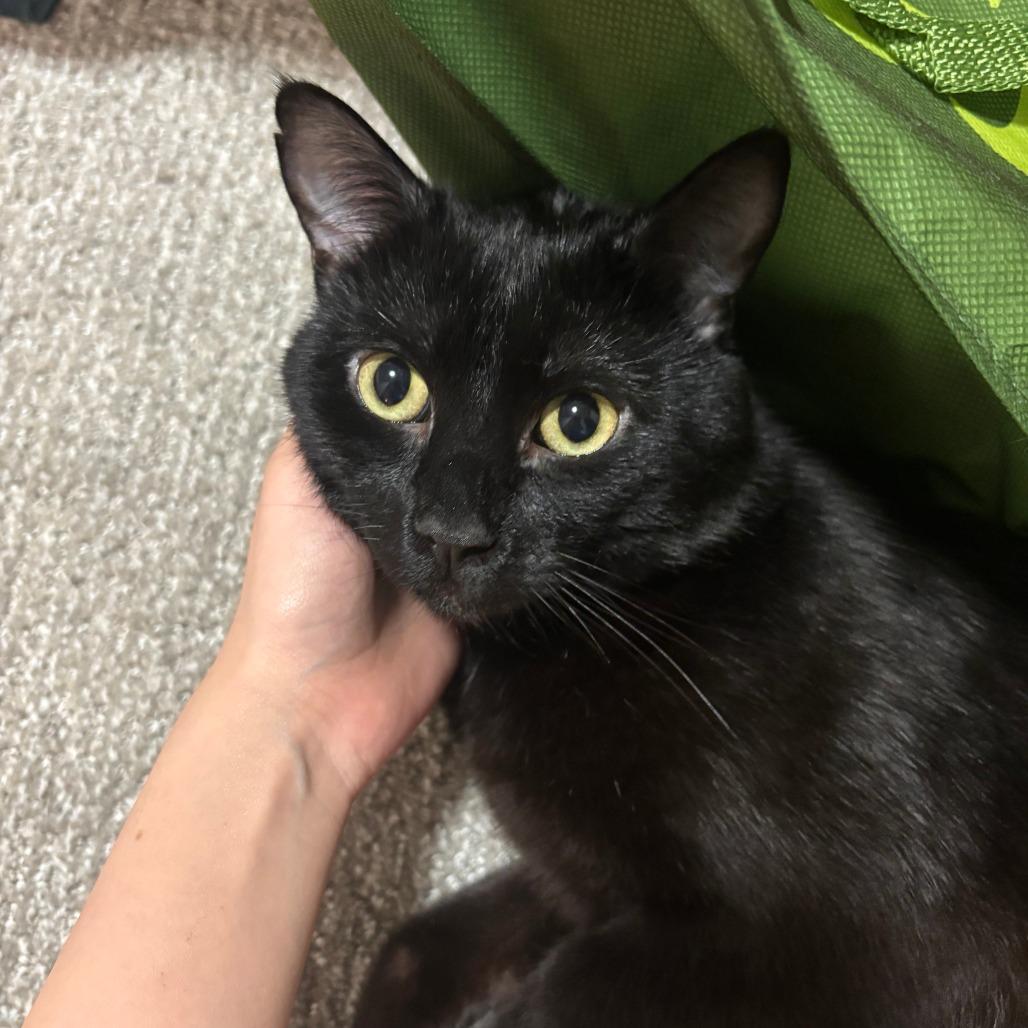 Enlarge Aldo, a Adoptable Domestic Short Hair in Salt Lake City, UT image 3/6