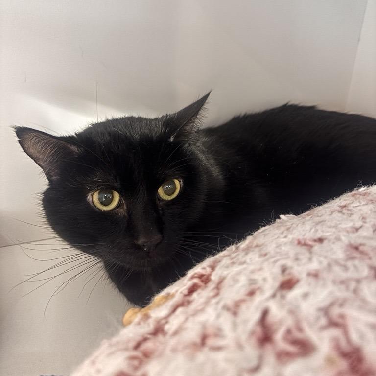 Enlarge Aldo, a Adoptable Domestic Short Hair in Salt Lake City, UT image 4/6