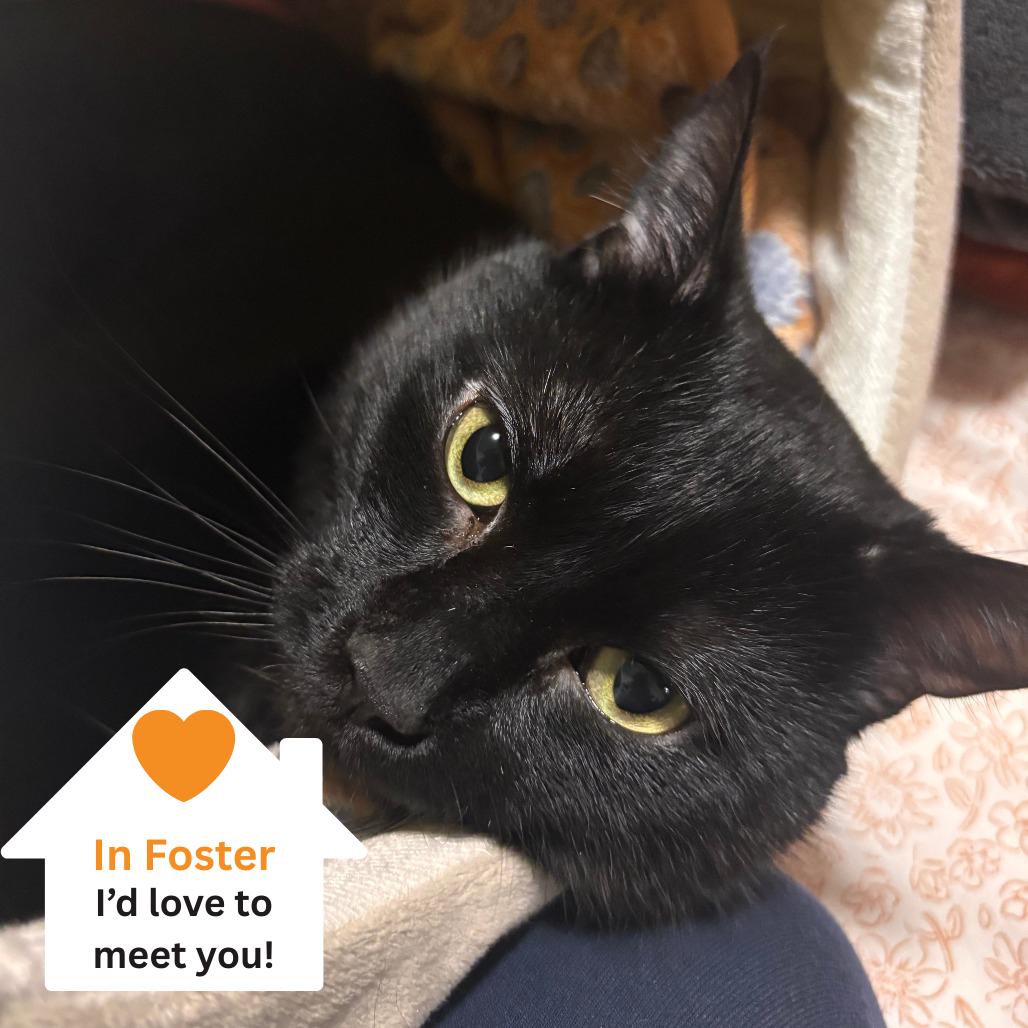 Enlarge Aldo, a Adoptable Domestic Short Hair in Salt Lake City, UT image 5/6