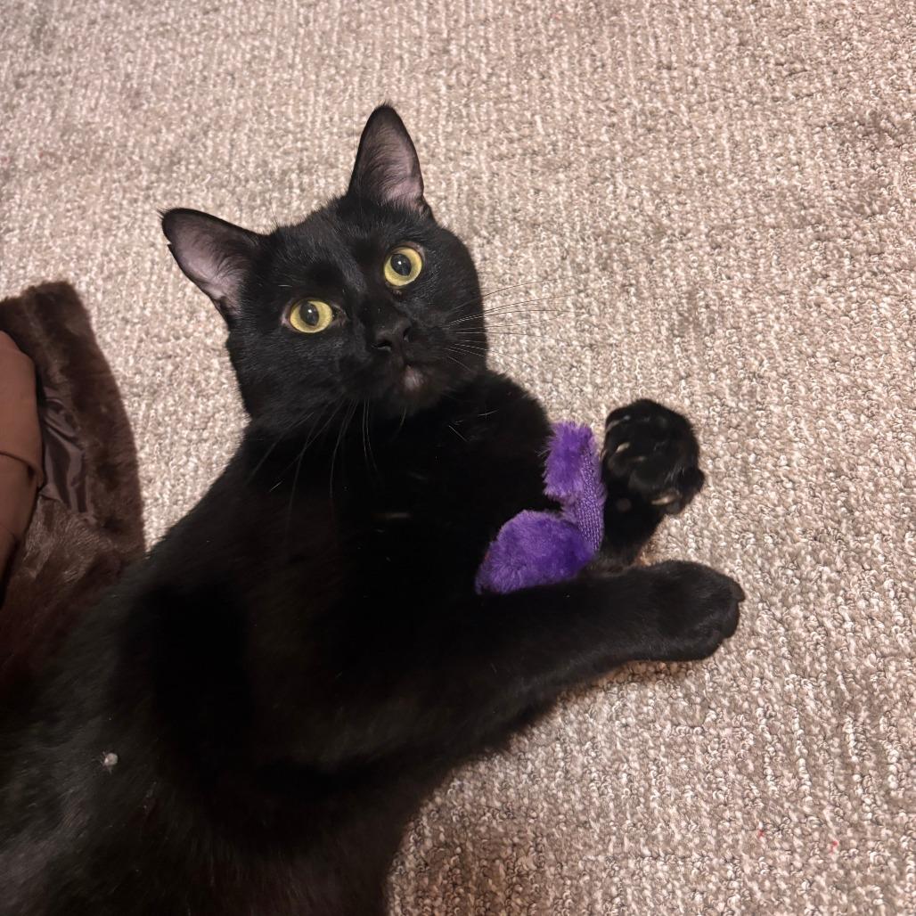 Enlarge Aldo, a Adoptable Domestic Short Hair in Salt Lake City, UT image 6/6