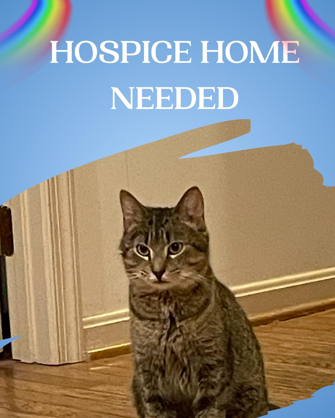 Simon, a Adoptable Domestic Short Hair in Chesapeake Beach, MD image 1/2