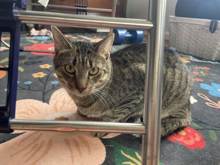 Simon, a Adoptable Domestic Short Hair in Chesapeake Beach, MD image 2/2