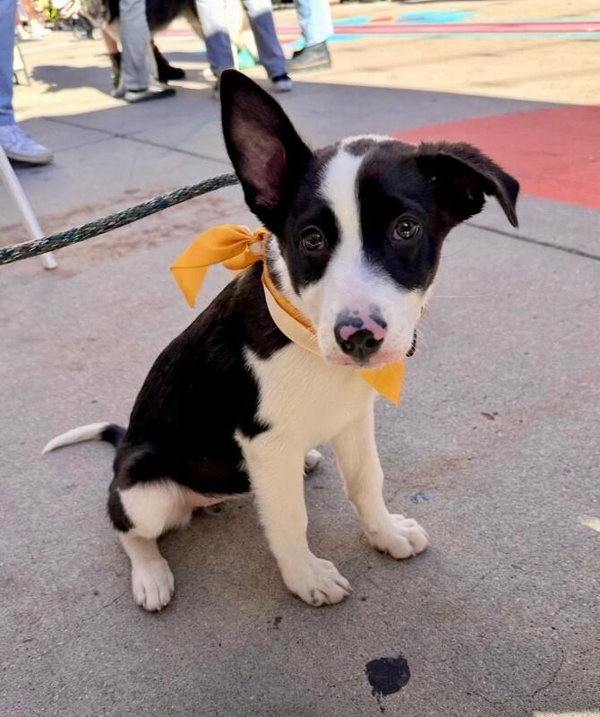 Enlarge Salem, a Adopted mixed breed in Boulder, CO image 2/5