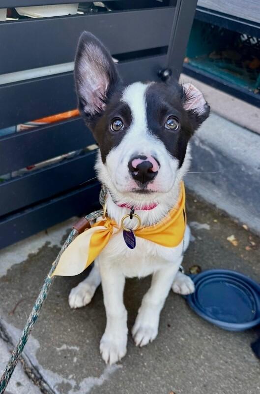 Salem, Adopted, Puppy Female Australian Shepherd & Border Collie.