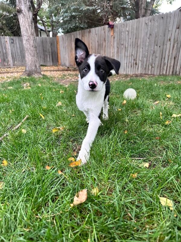 Enlarge Salem, a Adopted mixed breed in Boulder, CO image 4/5