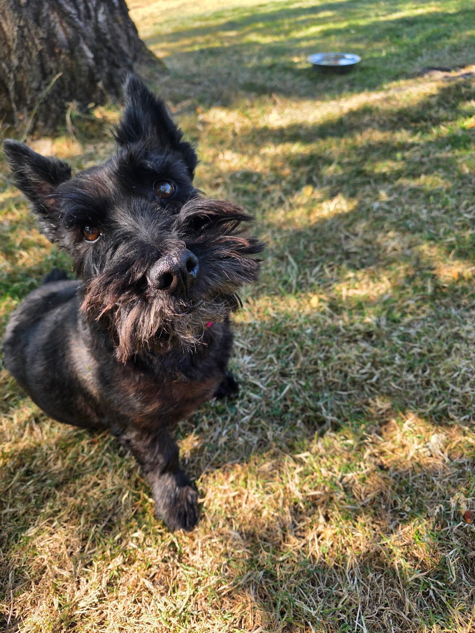 Enlarge Zoey, a Adopted Scottish Terrier in PORTLAND, OR image 3/3