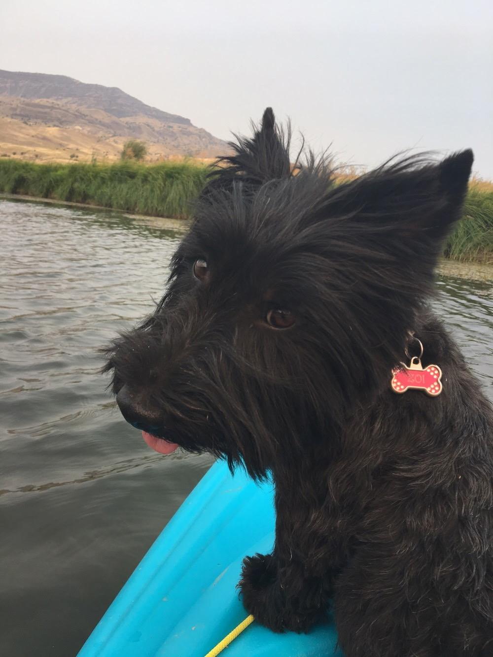 Enlarge Zoey, a Adopted Scottish Terrier in PORTLAND, OR image 2/3