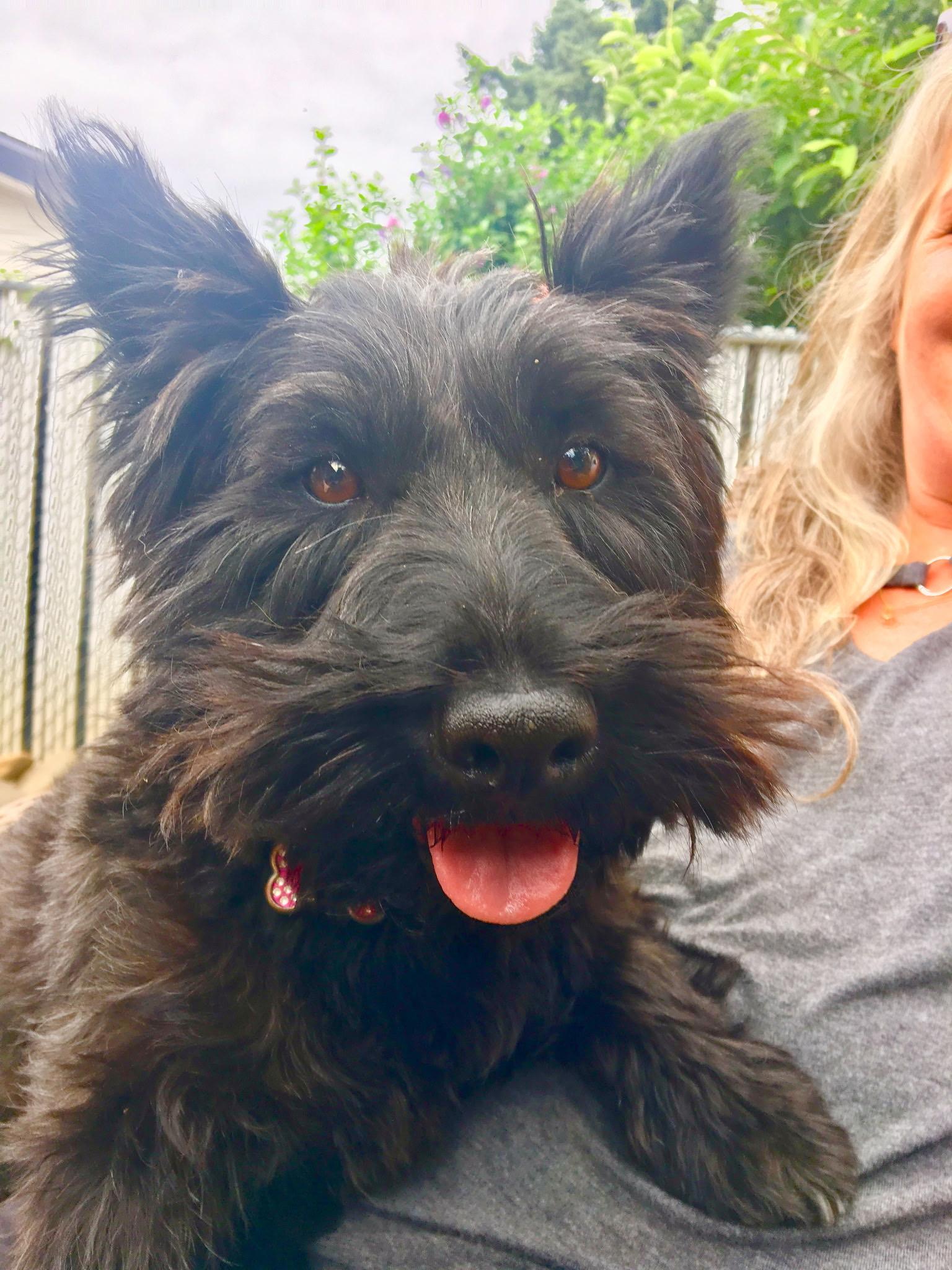 Zoey, Adopted, Senior Female Scottish Terrier.