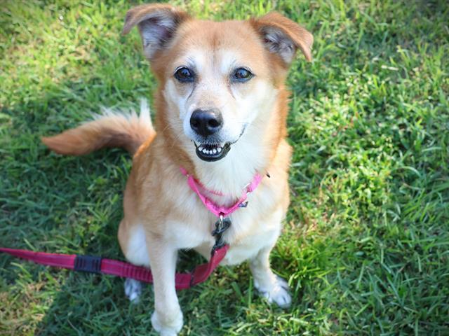 Enlarge ASIAGO, a Adoptable mixed breed in Tallahassee, FL image 1/1