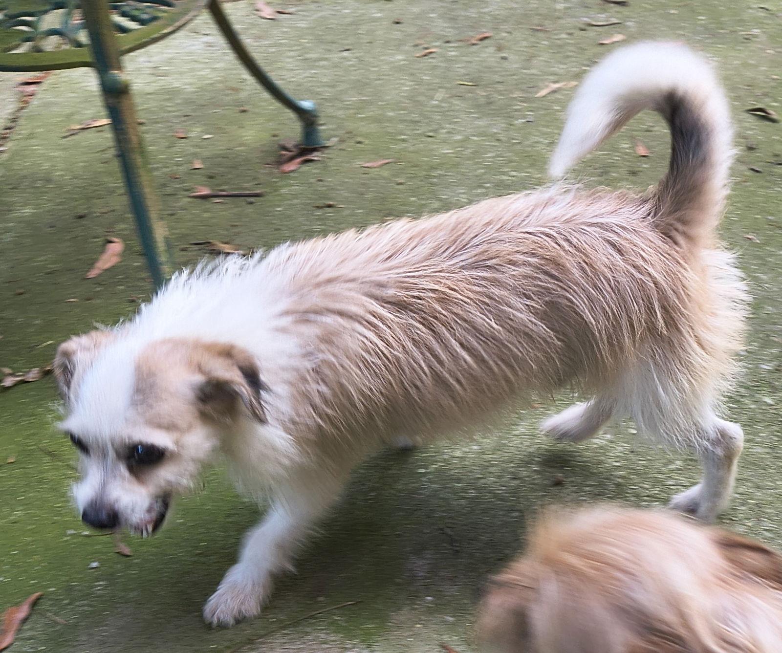 Enlarge Max, a Adopted Terrier in Baileyton, AL image 1/3