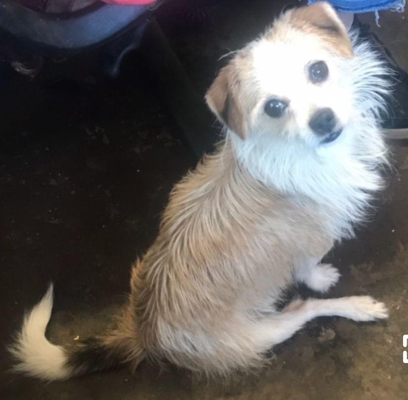 Enlarge Max, a Adopted Terrier in Baileyton, AL image 2/3