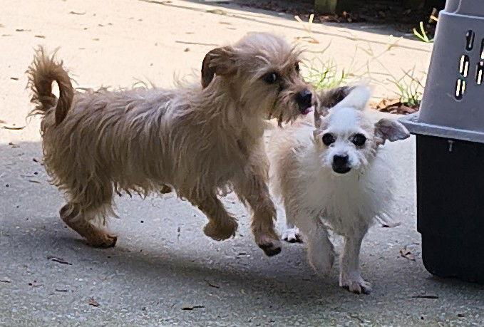 Enlarge Max, a Adopted Terrier in Baileyton, AL image 3/3